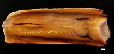 Bomb radiocarbon determines absolute age of adult fin whales, and validates use of earplug growth bands for age determination